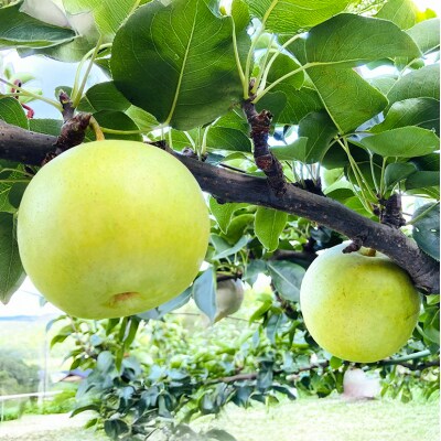 梨 2025年 先行受付 二十世紀梨 5kg 12～14玉[No5895-0688]