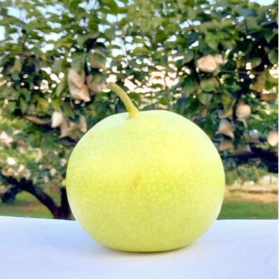 梨 2025年 先行受付 二十世紀梨 5kg 12～14玉[No5895-0688]