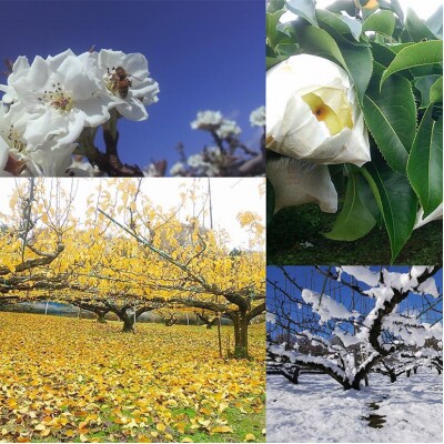 梨 2025年 先行受付 二十世紀梨 5kg 12～14玉[No5895-0688]