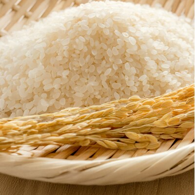 米 令和7年産 こしひかり 5kg 2025年 広島県安芸高田市産 白米[No5895-0819]