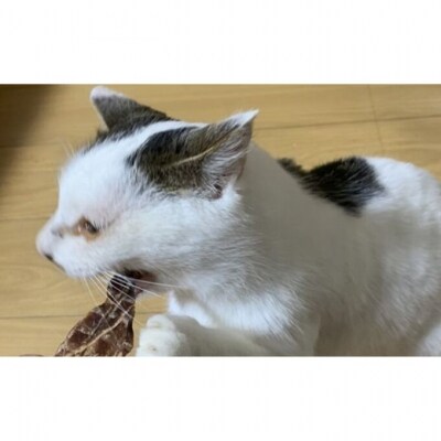 鹿の内臓ジャーキー4点セット 犬 犬用 おやつ 鹿肉 内臓 ジャーキー[No5895-0844]