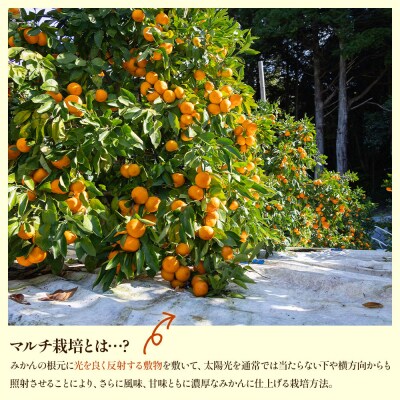 【2025年出荷分】露地みかん(2S～Mサイズ) 15kg 贈答用 丸萬農園 mn-0003