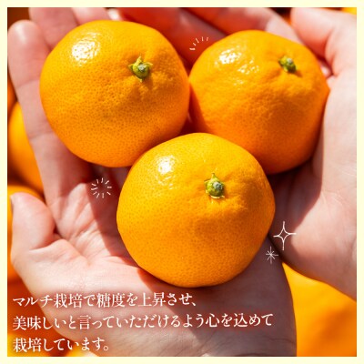 【2025年出荷分】露地みかん(2S～Mサイズ) 15kg 贈答用 丸萬農園 mn-0003