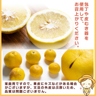 【先行受付】文旦10kg家庭用 訳あり 大小混合(L～3L) 約18～28玉 yk-0052