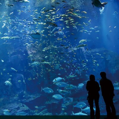 男鹿水族館GAOペア入館券[No.5605-0323]