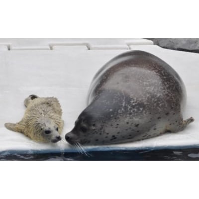 男鹿水族館GAOペア入館券[No.5605-0323]