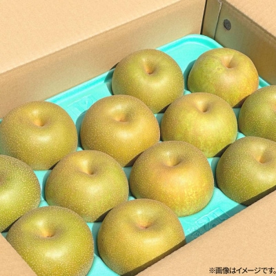 【先行受付】男鹿の梨 南水 約5kg 8～14玉 梨 10月上旬より発送|23_mgm-020501
