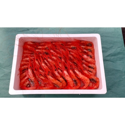 産地直送 ナンバンエビ 約1kg!|23_mgs-051001