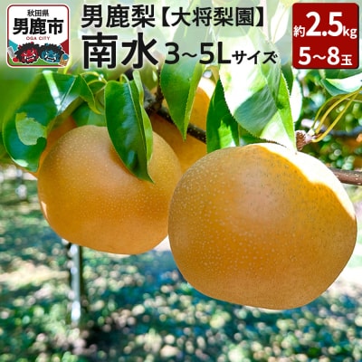 【先行受付】男鹿梨 「大将梨園」南水 約2.5kg 5～8玉 3～5L|23_tsn-020301