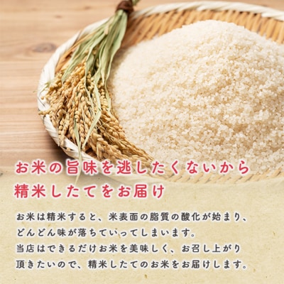 令和6年産【白米】秋田県産 あきたこまち 5kg 秋田県 男鹿市|23_kml-030501