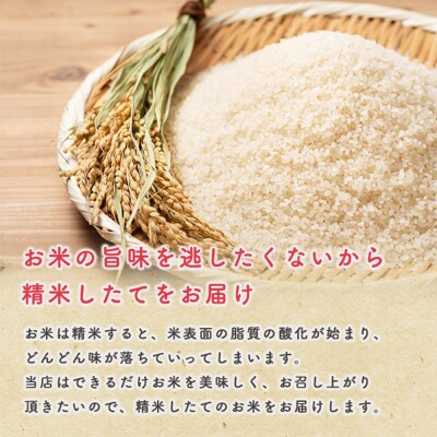 令和6年産【無洗米】秋田県産 あきたこまち 5kg 秋田県 男鹿市|23_kml-020501