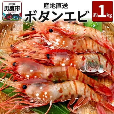 《2026年6月上旬より発送》産地直送 ボタンエビ 約1kg! |23_mgs-031001