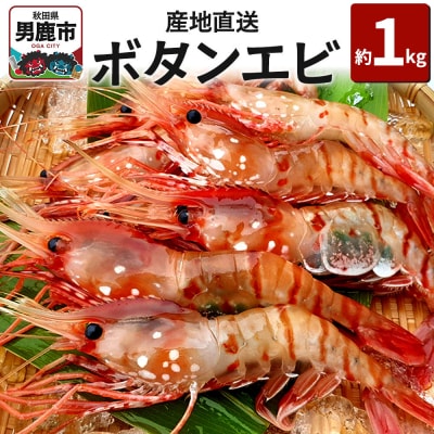 産地直送 ボタンエビ 約1kg!  萬漁水産|23_mgs-031001