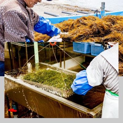 【定期便12ヶ月】ぎばさ(あかもく) 200g×10個セット 海藻|23_ogn-241012