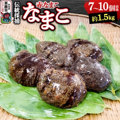 【期間限定】赤ナマコ 約1.5kg (7～10個前後) なまこ 海風丸|23_umk-080101