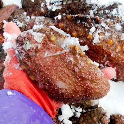 【期間限定】赤ナマコ 約1.5kg (7～10個前後) なまこ 海風丸|23_umk-080101