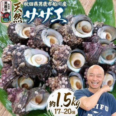 サザエ 約1.5kg 17個～20個前後入り|23_umk-091501