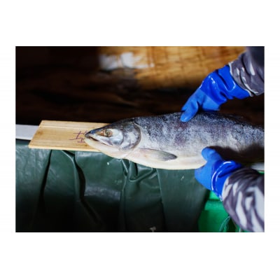 えりも産銀聖鮭塩引き10切セット【er003-020-a】