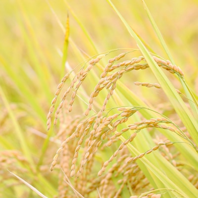 令和7年8月中旬～ 特別栽培米 コシヒカリ 玄米 5kg 令和7年産 新米 宗呂米【R01395】