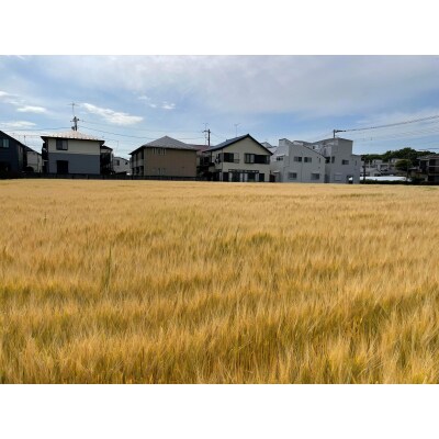 世田谷SHIBARIN BEER クラフトビール 6本セット(世田谷みやげ)