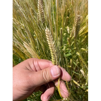 世田谷SHIBARIN BEER クラフトビール 6本セット(世田谷みやげ)