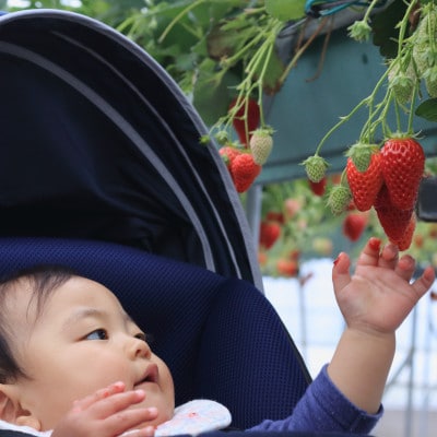 【土日祝限定】食べ放題!いちご収穫体験チケット Refarm YOSHIMI 370