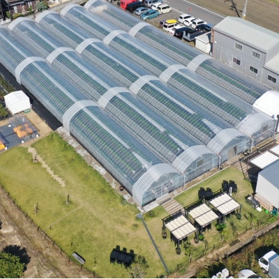 【土日祝限定】食べ放題!いちご収穫体験チケット Refarm YOSHIMI 370