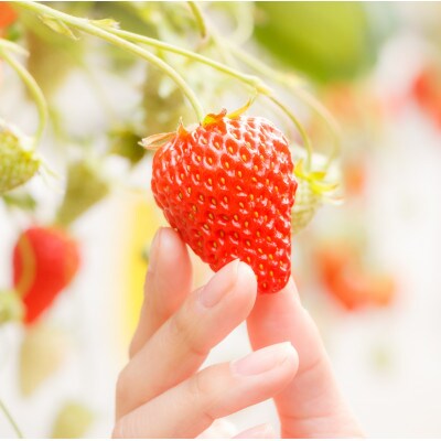 【土日祝限定】食べ放題!いちご収穫体験ペアチケット Refarm YOSHIMI 370