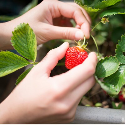 【Refarm YOSHIMI 370限定】いちご利用券12,000円