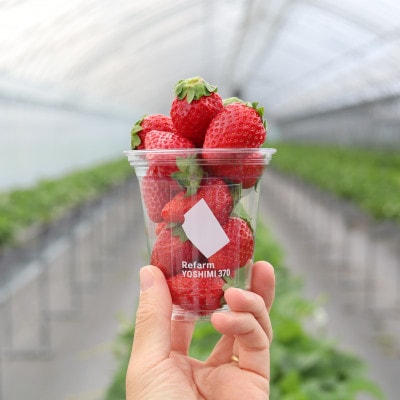 【平日限定】詰め放題!いちご収穫体験ペアチケット Refarm YOSHIMI 370