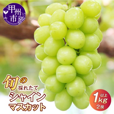 【2025年 先行受付】山梨県産　旬の採れたてシャインマスカット1.0kg以上(2房)