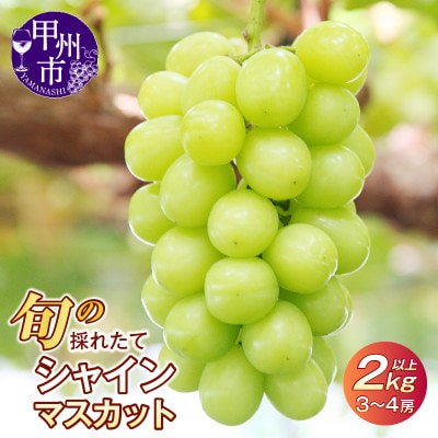 【2025年 先行受付】山梨県産　旬の採れたて大粒シャインマスカット2.0kg以上(3房～4房)