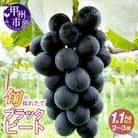 【2025年先行受付】山梨県産　旬の採れたてブラックビート 1.1kg以上(2～3房)