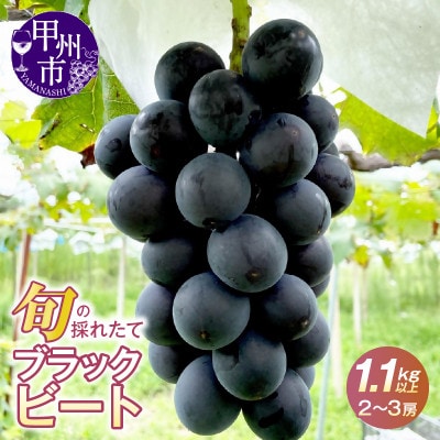 【2025年先行受付】山梨県産　旬の採れたてブラックビート 1.1kg以上(2～3房)