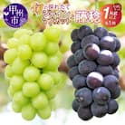 【2025年先行受付】お試しセット!旬の採れたてシャインマスカット&藤稔　1.0kg以上