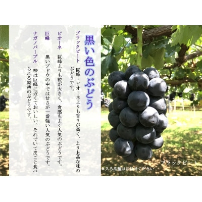 勝沼の朝どり直送　福寿園の厳選ぶどう3色セット1.7kg 以上