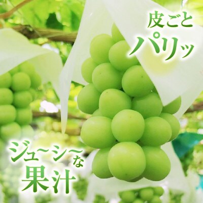 【2025年先行受付】山梨県甲州市産 厳選 プレミアムシャインマスカット 1房入り 700g以上