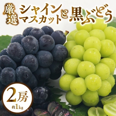 【2025年先行受付】山梨県甲州市産 厳選 ぶどう 2種詰合せセット 2房 約1.0kg