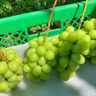 甲州市産 特選シャインマスカット 3～5房 約1.8kg
