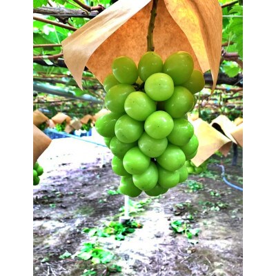 甲州市産 シャインマスカット 秀等品 2～3房 約1.5kg