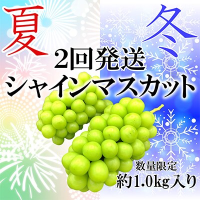 【発送月固定定期便】【夏冬の2回発送】山梨県甲州市産　シャインマスカット定期便　約1.0kg全2回