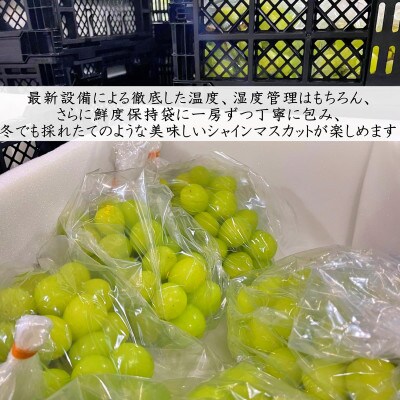 【発送月固定定期便】【夏冬の2回発送】甲州市産シャインマスカット定期便 約1.0kg全2回