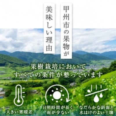 厳選!山梨県甲州市産 貴陽 すもも 約1.5kg (8玉～10玉程度)