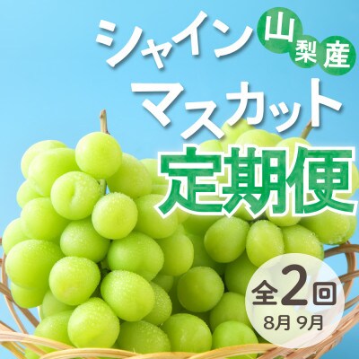 【発送月固定定期便】大人気フルーツ シャインマスカット 産地直送 瑞々しい美味しさのまま発送!全2回