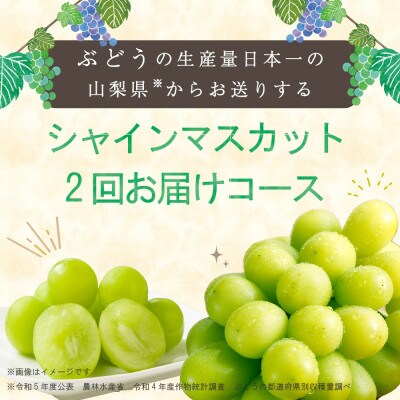 【発送月固定定期便】大人気フルーツ シャインマスカット 産地直送 瑞々しい美味しさのまま発送!全2回