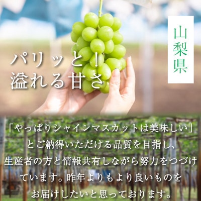 【発送月固定定期便】大人気フルーツ シャインマスカット 産地直送 瑞々しい美味しさのまま発送!全2回