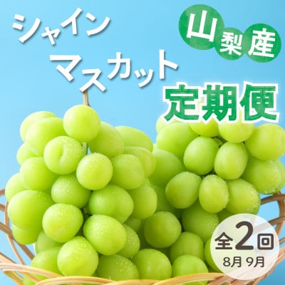 【発送月固定定期便】大人気フルーツ シャインマスカット 産地直送 瑞々しい美味しさのまま発送!全2回