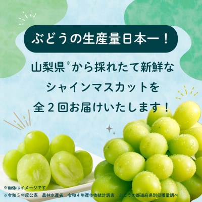 【発送月固定定期便】大人気フルーツ シャインマスカット 産地直送 瑞々しい美味しさのまま発送!全2回
