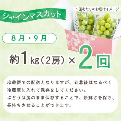 【発送月固定定期便】大人気フルーツ シャインマスカット 産地直送 瑞々しい美味しさのまま発送!全2回