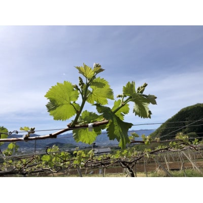 大人気!甲州市産 朝採れ 巨峰 約1kg(2房)